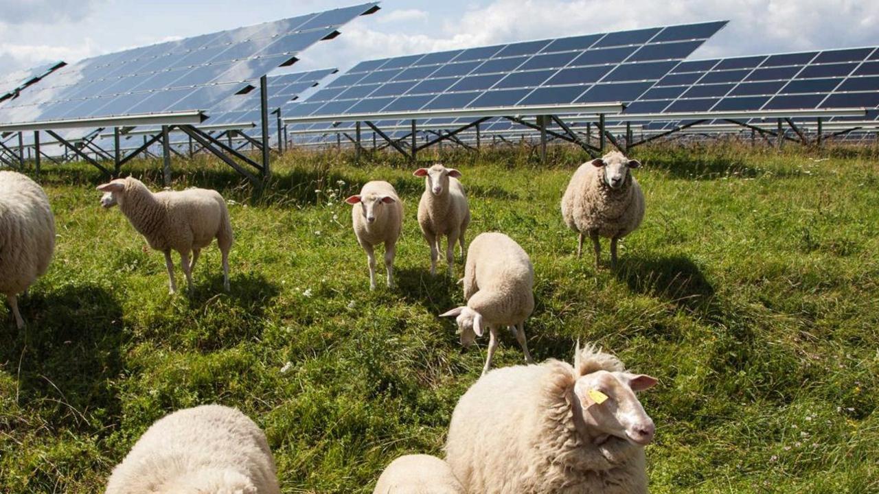 Sheep graze on green grass above them are silver solar panels facing up to the sun. 