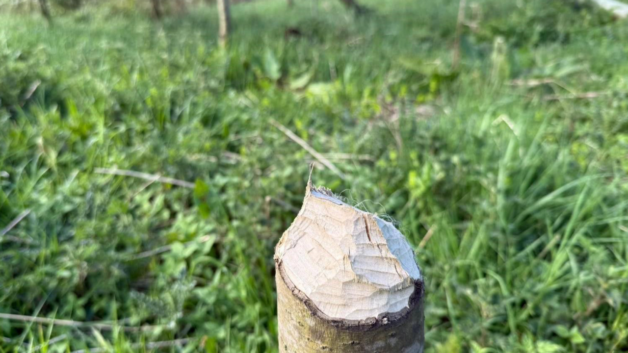 A small tree trunk at the centre of the photograph has large gnaw marks on it and behind it a few trees on their side are just visible.