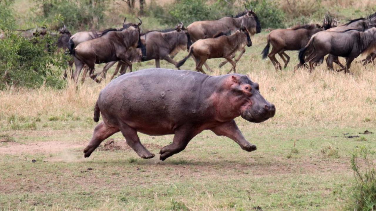 hippo running