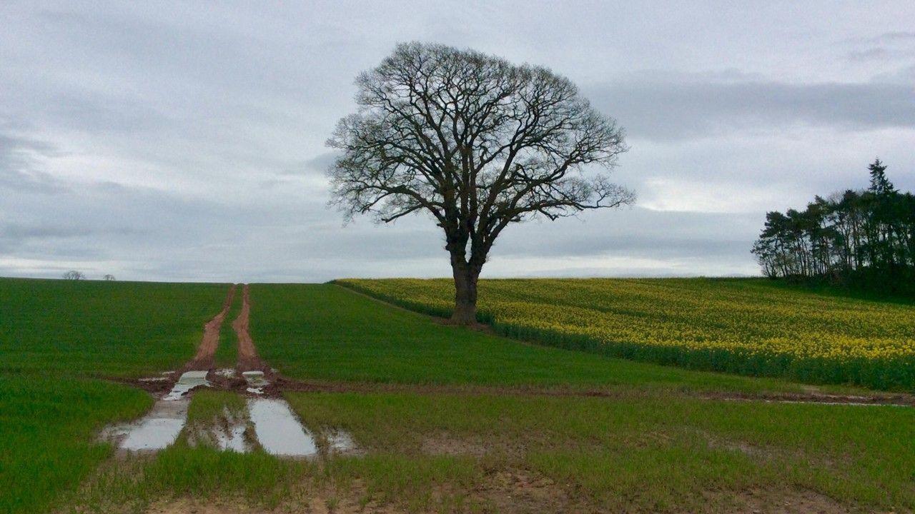 a green field half filled with yellow flowers on left, a tree in the middle, track tyres and muddy puddle on left under a cloudy, grey sky