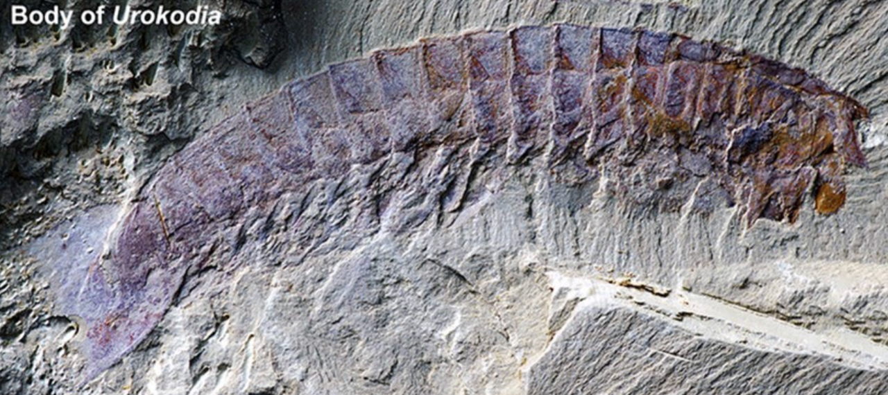 General body shape of the Urokodia fossil.
