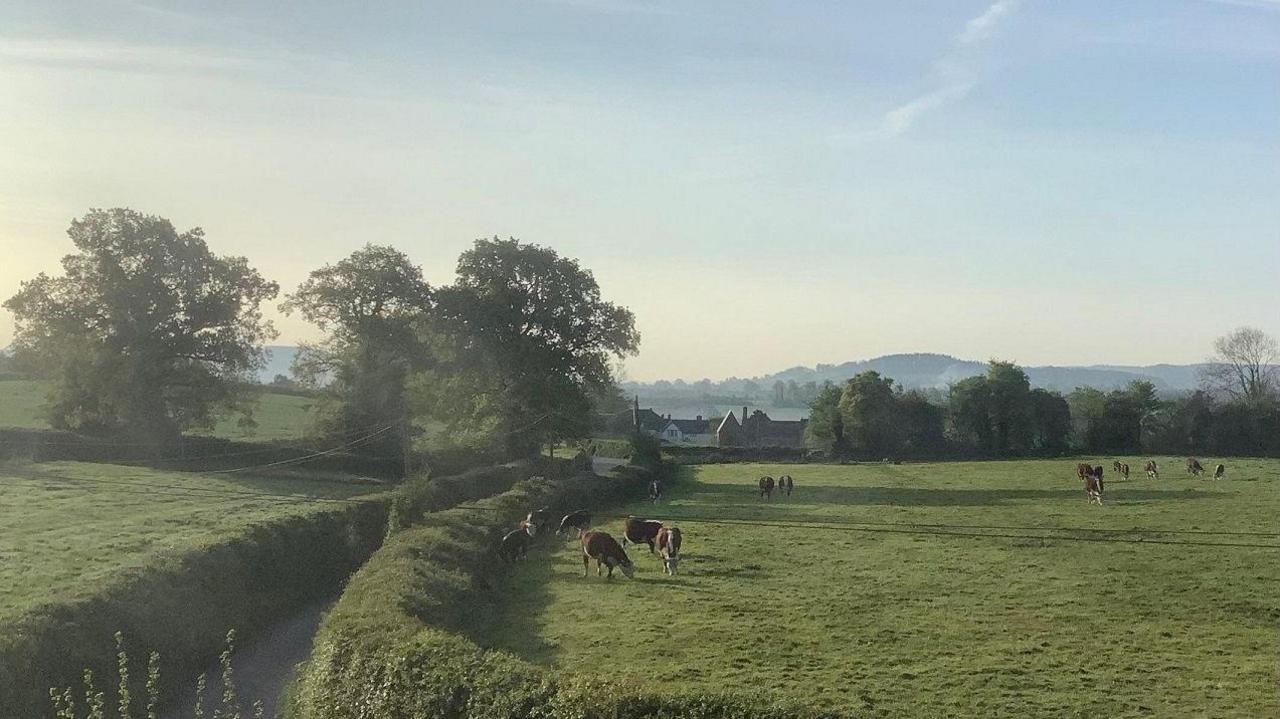 Two green, grassy fields separated by a country road with green hedges either side. Several cows can be seen in the field eating grass, with mainly brown and white markings. Several trees can be seen in the distance.