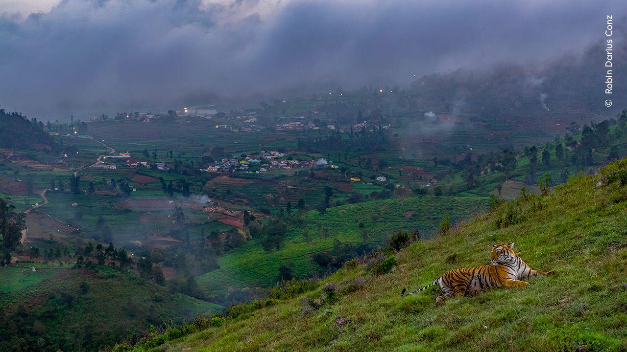 tiger on a hillside with a town in the background.