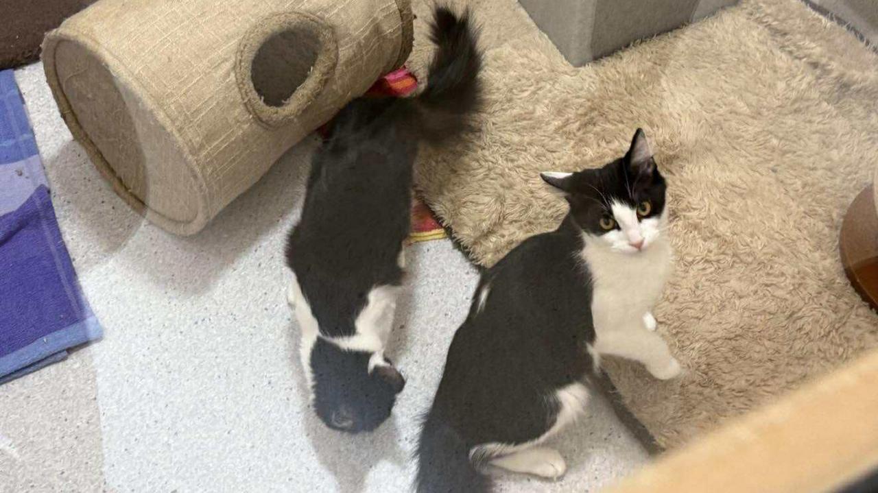 Two black and white cats at a rescue centre. They are stood next to one another and have toys around them. The cat on the right is looking up.