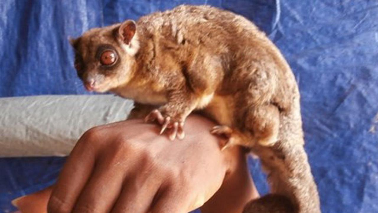 A ring-tailed glider.