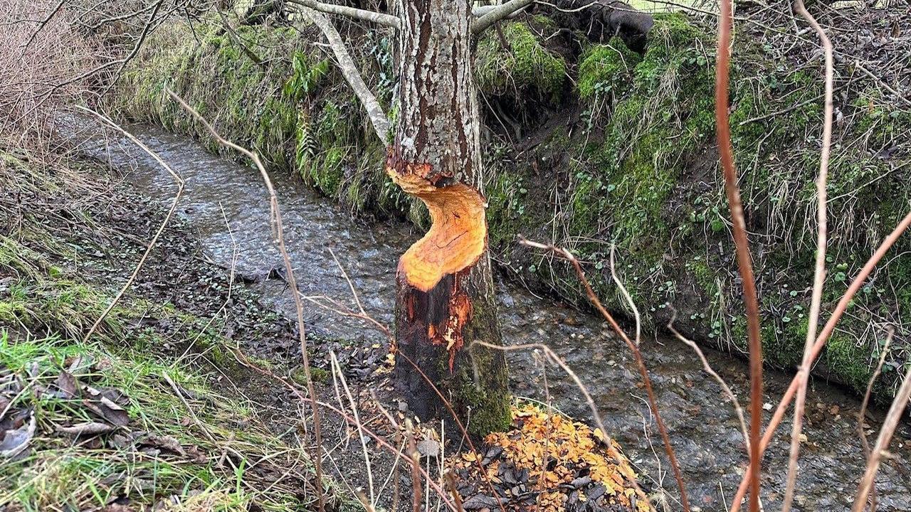 Beaver activity close up - Kinnaird Hill