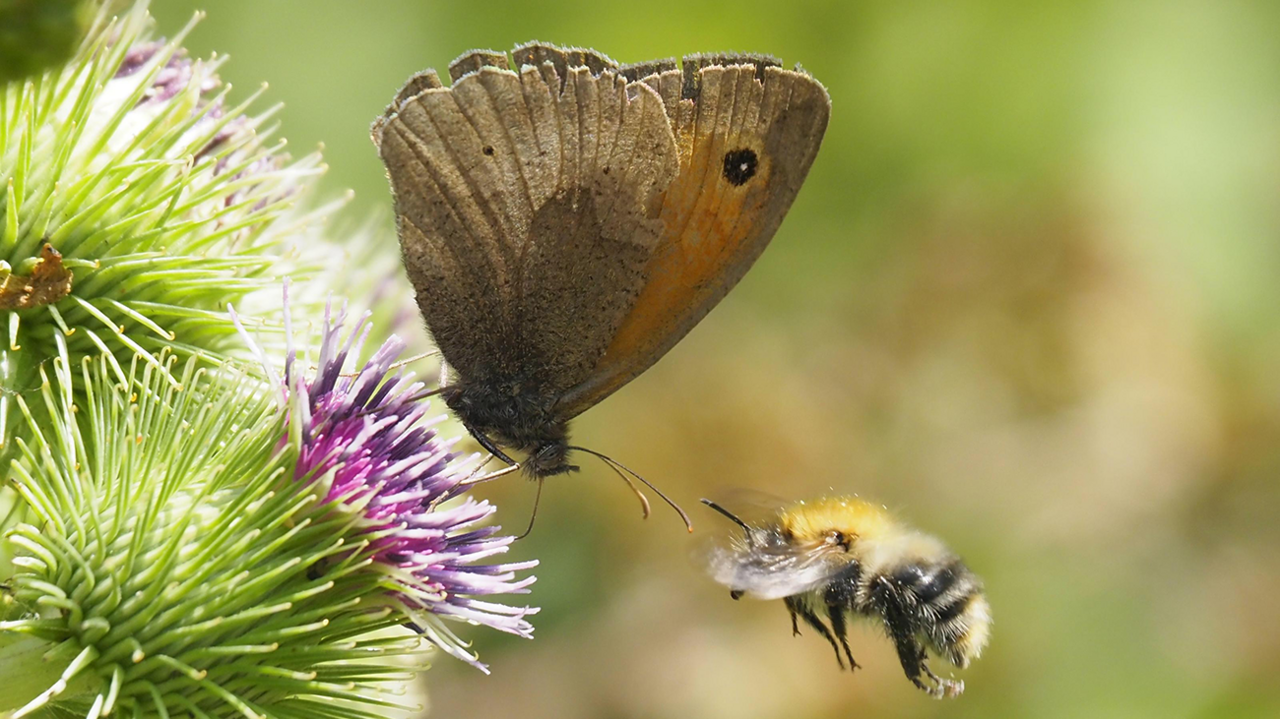 A close-up of what looks a meadow brown butterfly on a thistle, using its proboscis to extract nectar, while a bee flies in from the right
