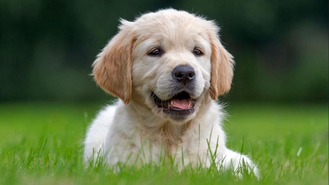 Golden Retriever dog 