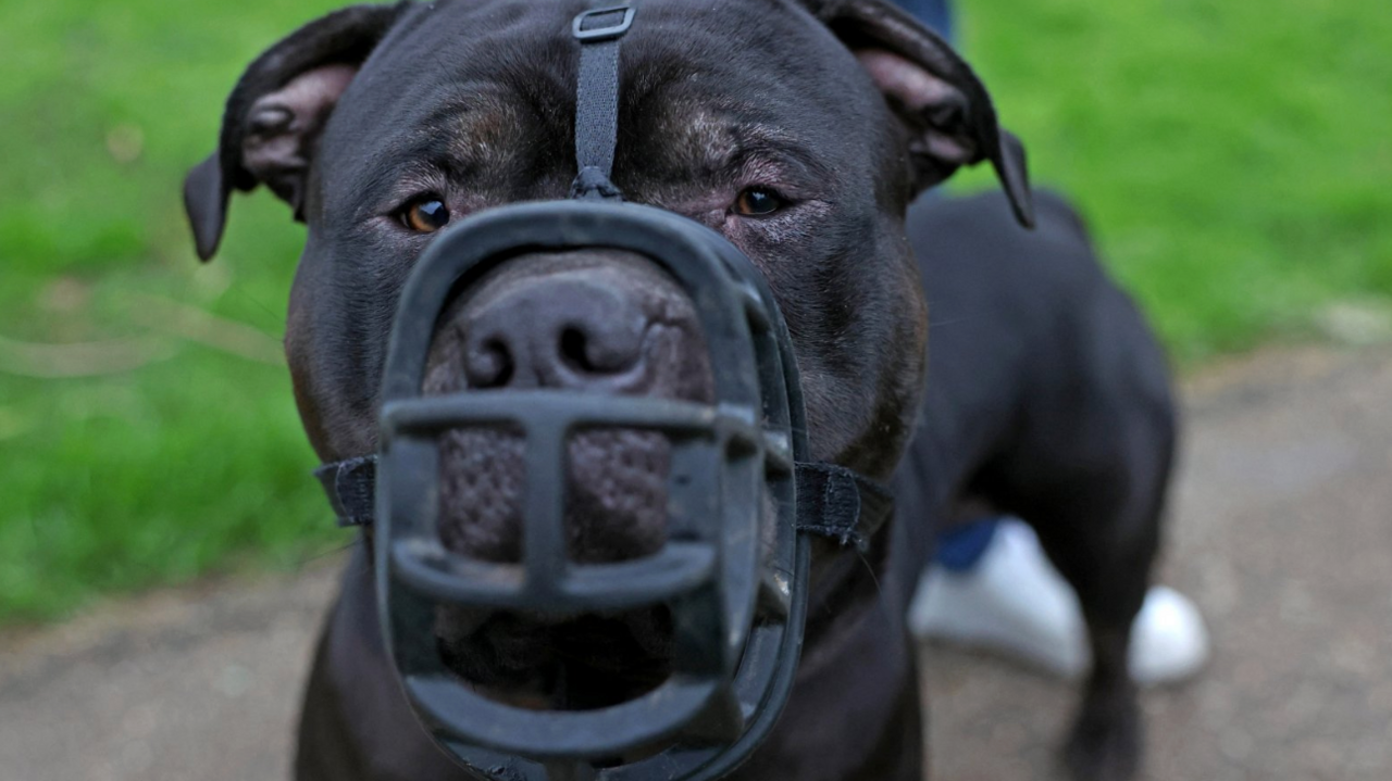 The picture shows a large black XL Bully dog wearing a sturdy muzzle. The dog has a short, smooth coat and a broad head. The muzzle is made of thick, black material with a cage-like design that covers the dog’s snout. The background includes a grassy area and part of a paved path.