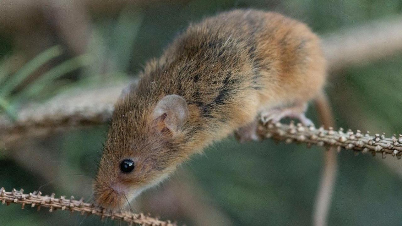 A harvest mouse stands on a branch sniffing for food.