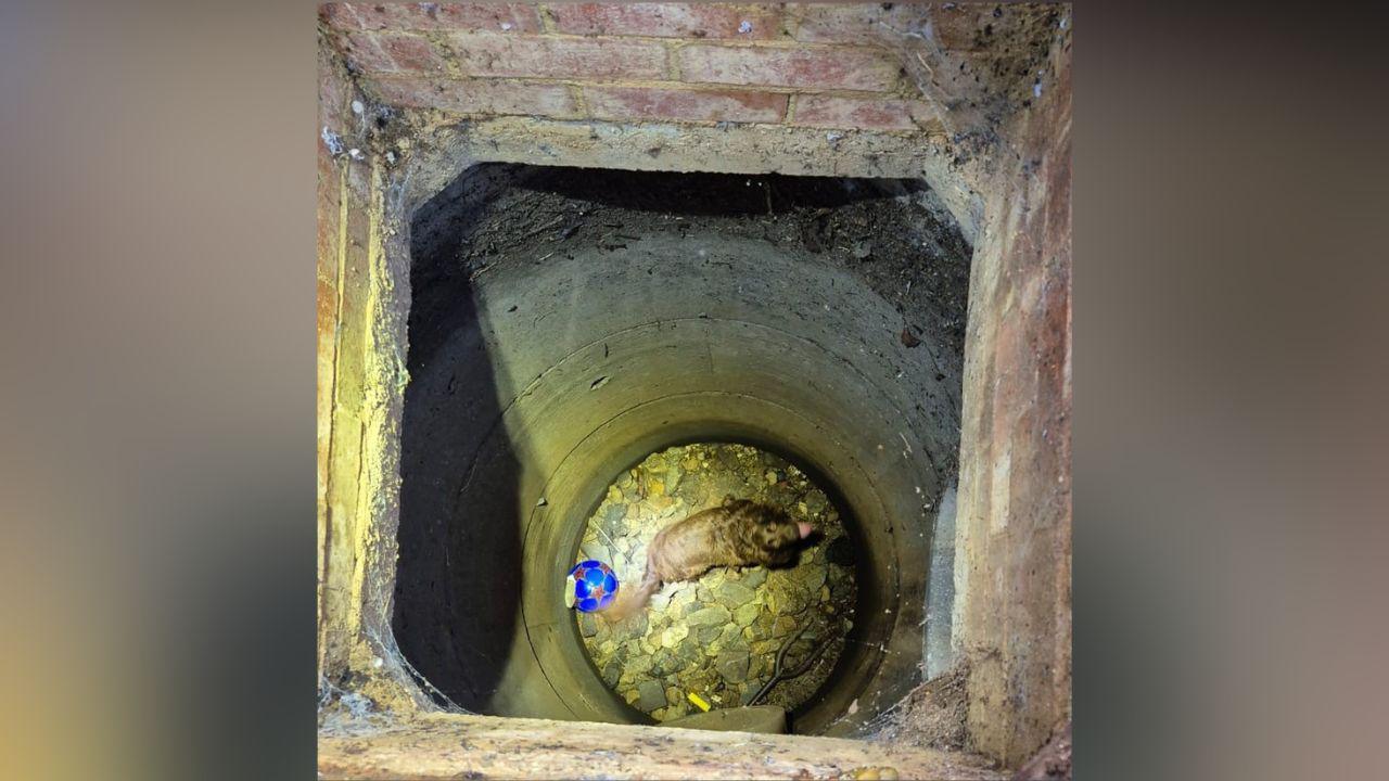 Bramble, a cocker spaniel, in a drain