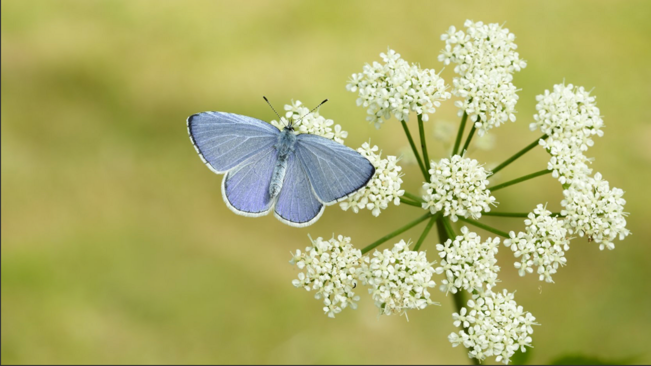 Holly Blue butterfly 
