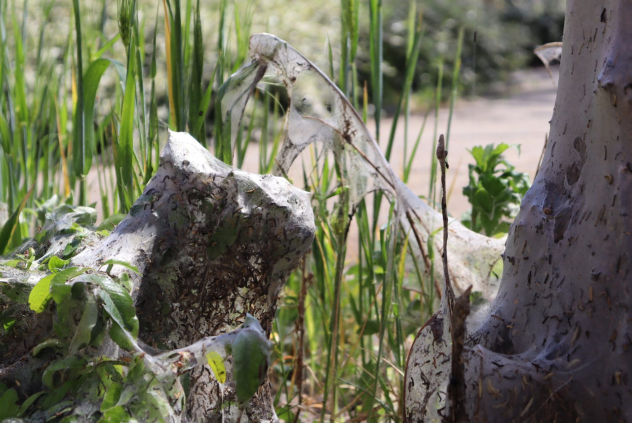 Caterpillar web on vegetation