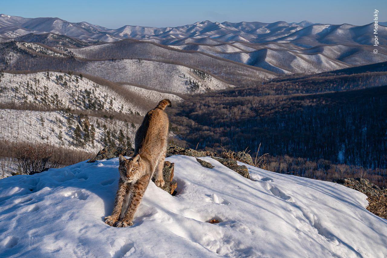 a lynx stretching on a snowy hill.