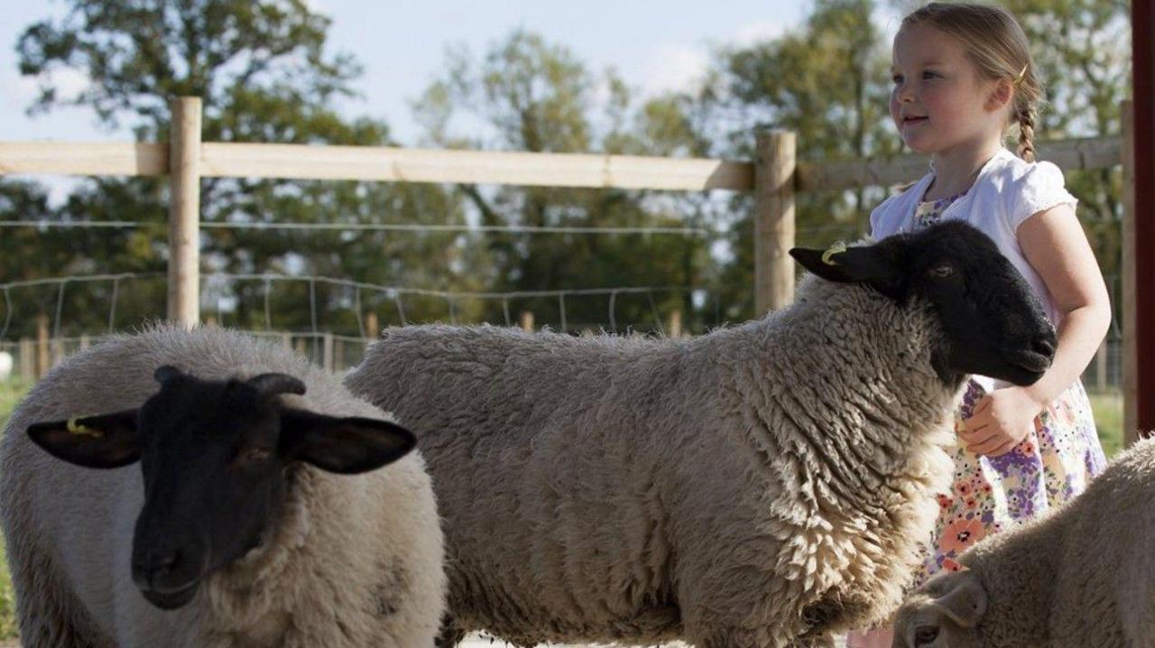 A little girl with blonde plaits is playing with sheep at Puxton Park near Weston super Mare