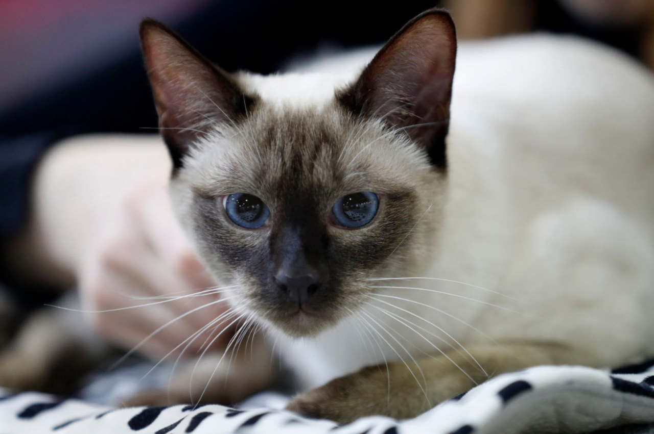 Siamese cat