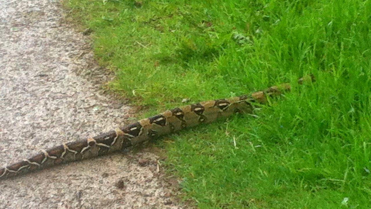 Boa constrictor snake seen at Swinsty Reservoir