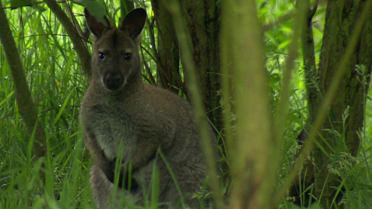 Wallaby