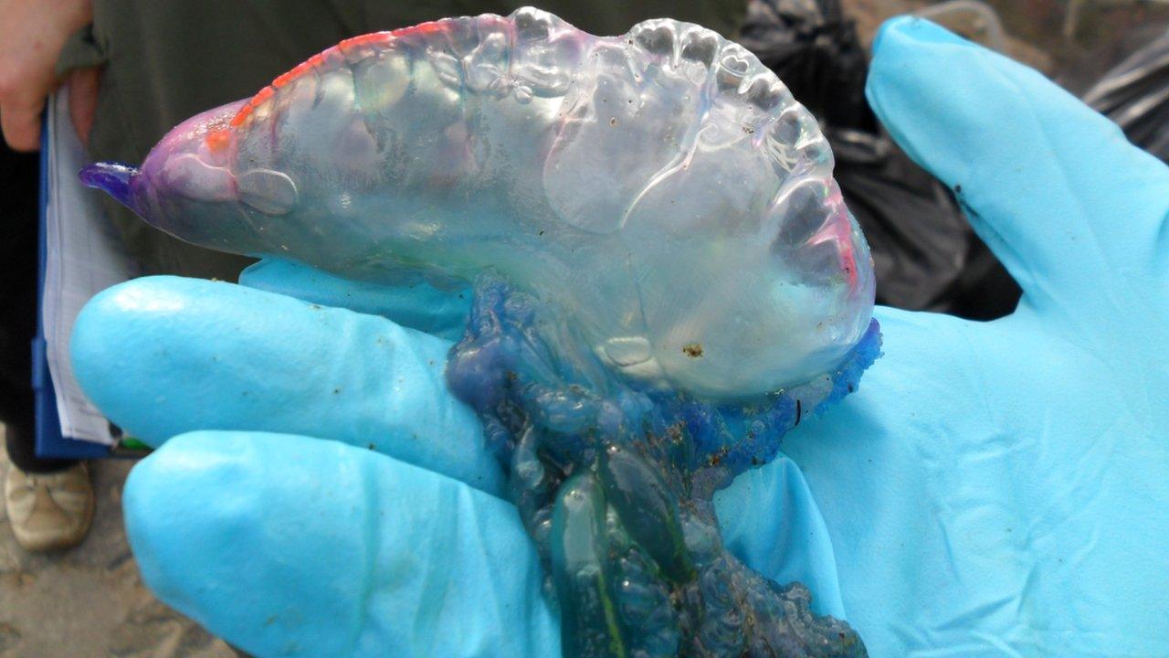 Portuguese man-of-war