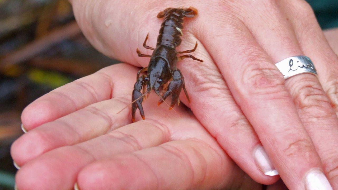 White clawed crayfish from the River Allen