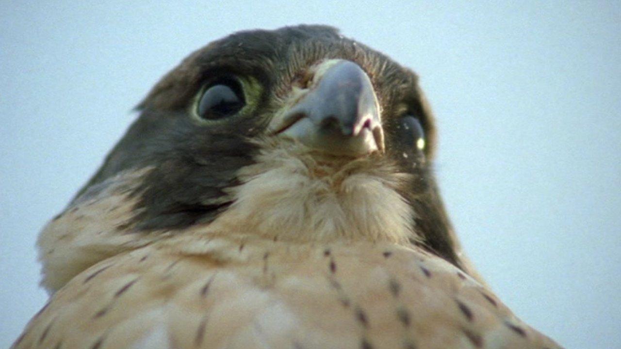 Peregrine falcon - generic