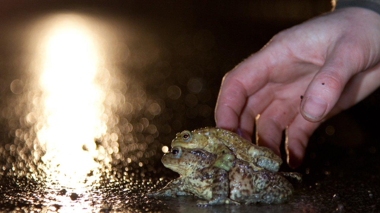 Mating frogs being assisted to cross a road