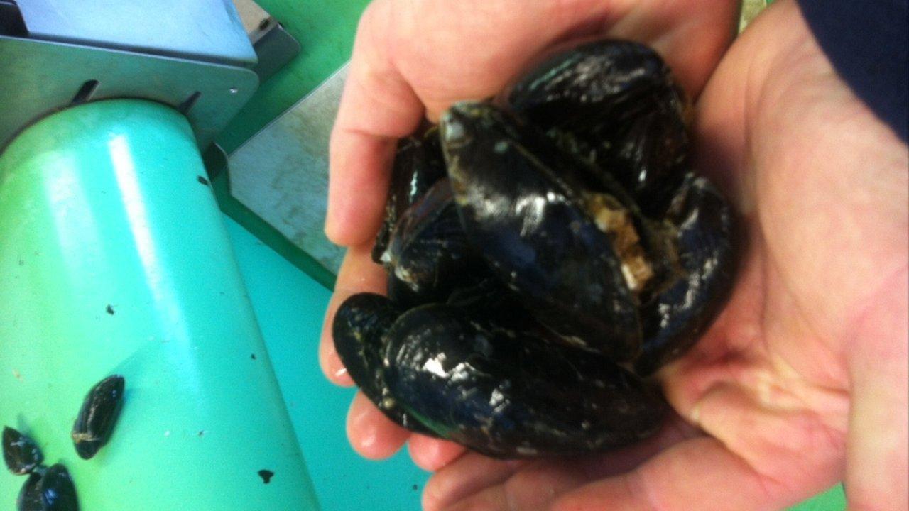 Conwy mussels