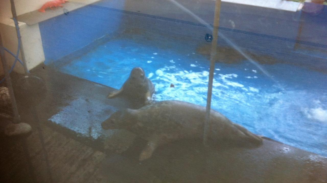 Seals at the GSPCA