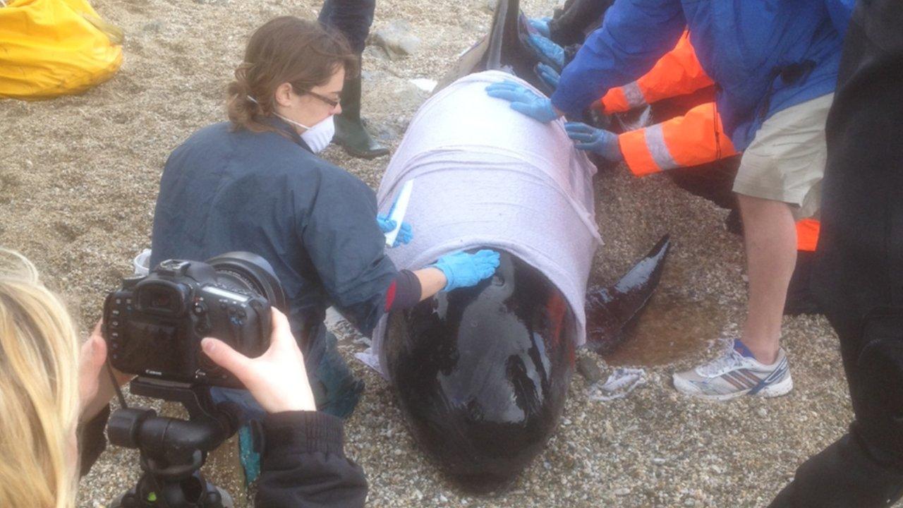 Stranded pilot whale, Castle Beach, April 2013