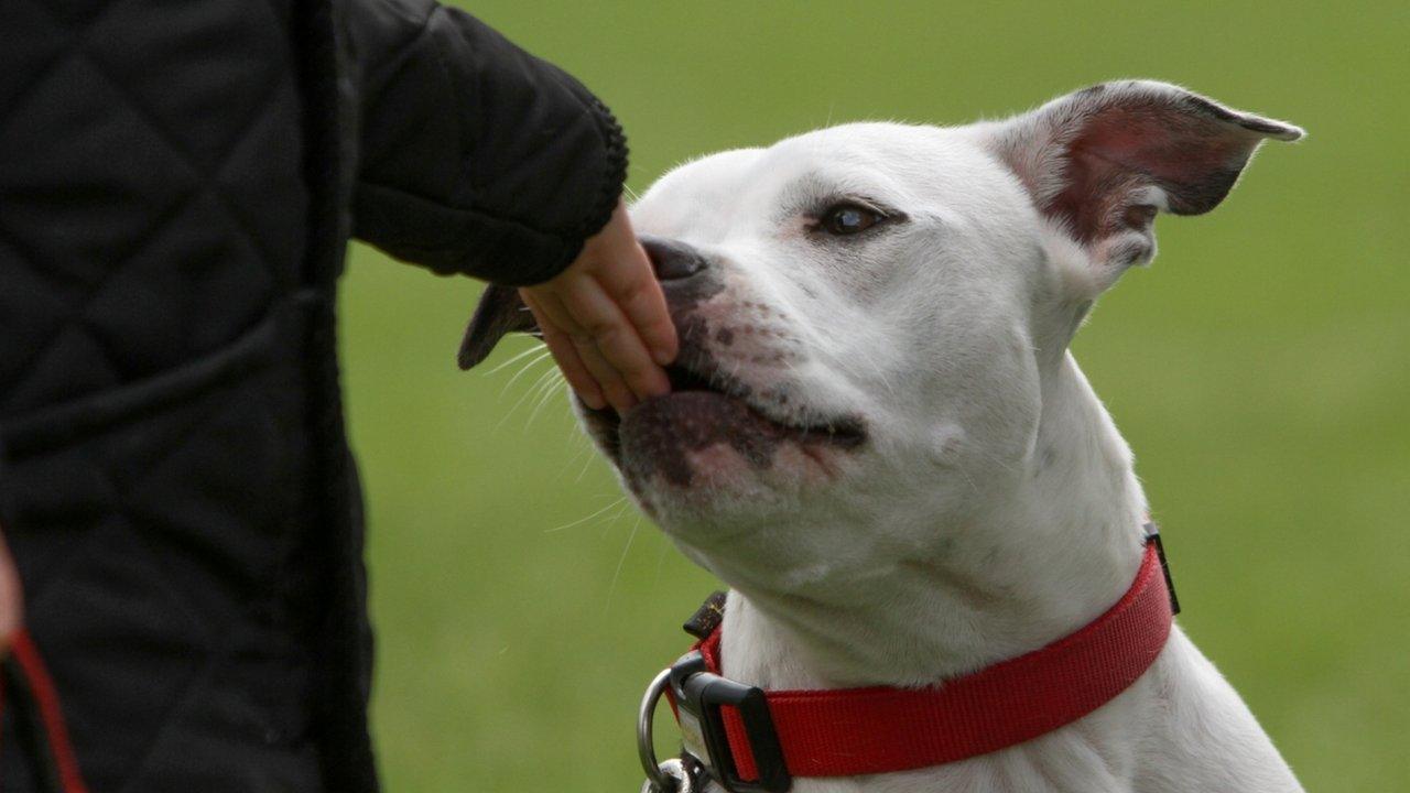 Staffordshire bull terrier licks a boys hand