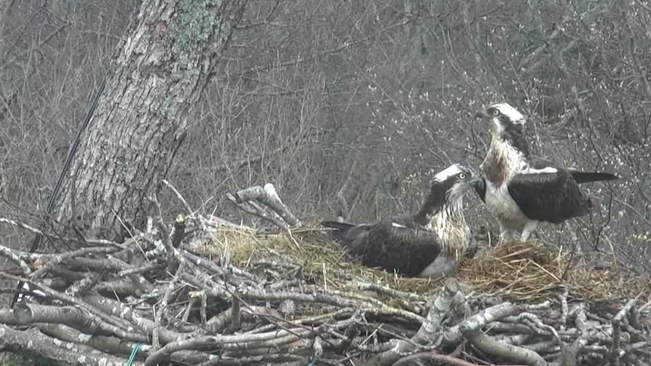 Bassenthwaite ospreys