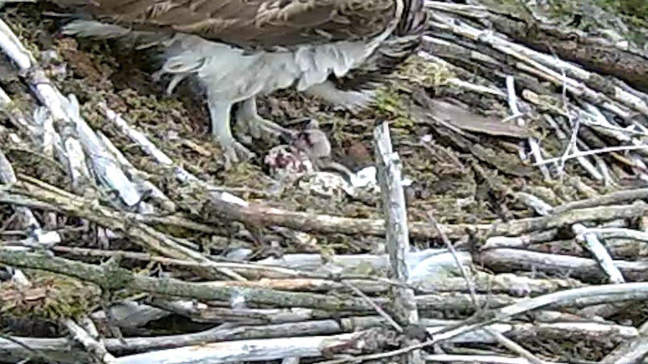 Osprey nest