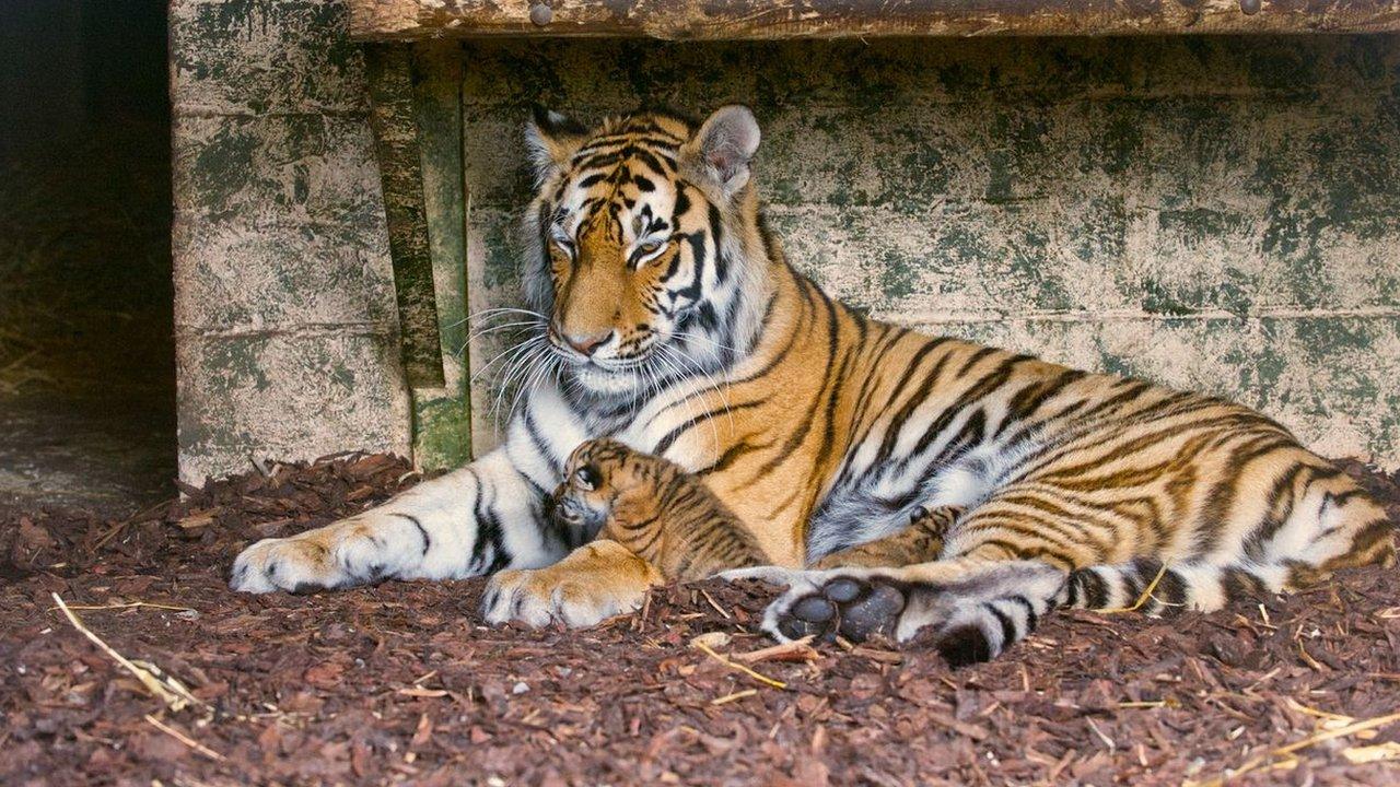 Tiger and cubs