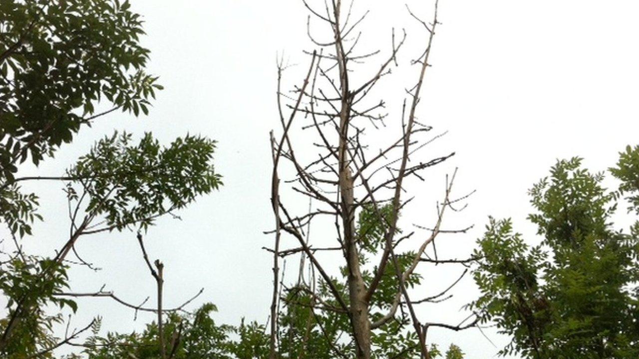 Ash dieback in Devon