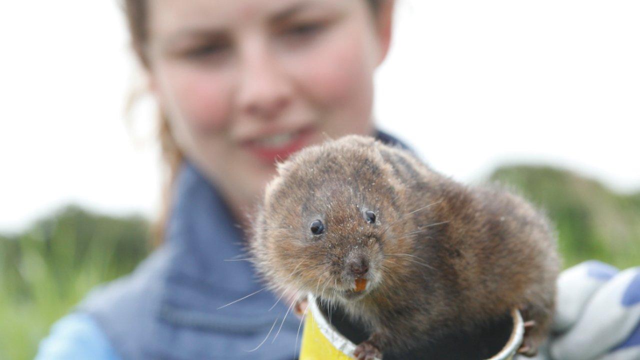 Dani Siddall with water vole