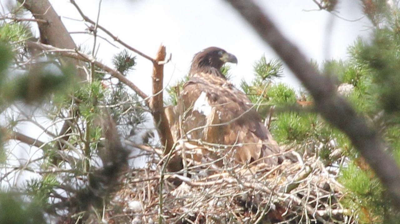 White-tailed eagle chick