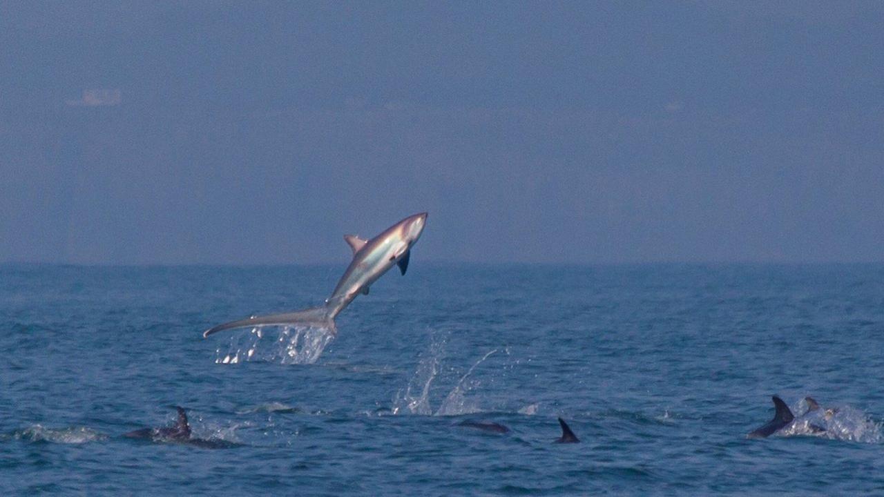 Thresher shark leaping from the sea