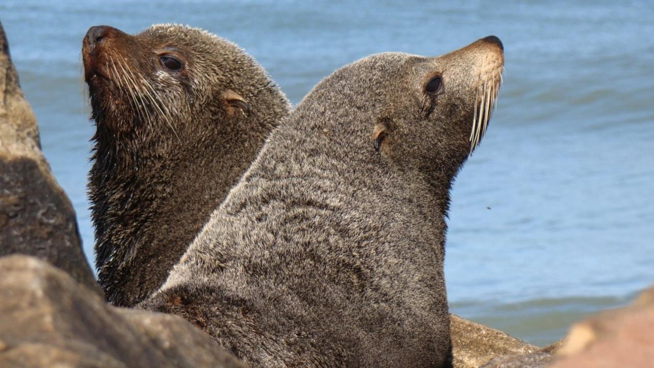 South American Fur Seal, Argentina (Arctocephalus australis)