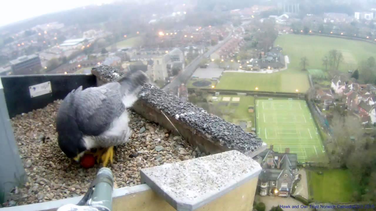 Peregrine falcon