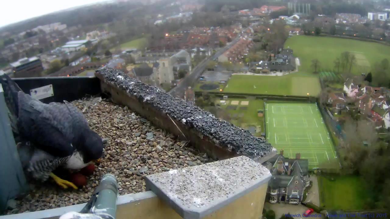 Peregrine with two eggs