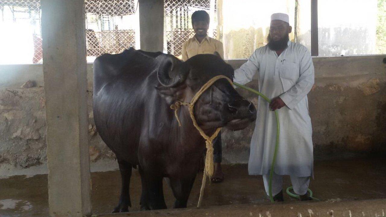 Ahmed Pasha (in white) with a buffalo (25 May 2015)