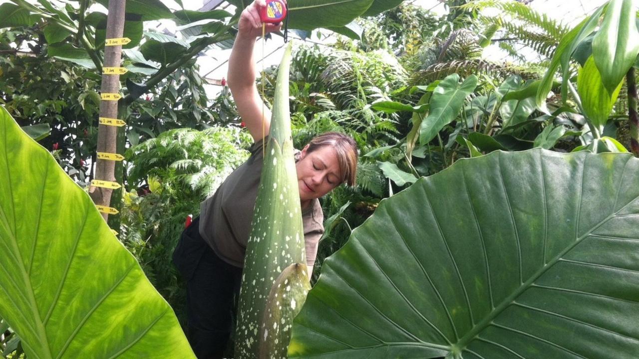 Horticulturist measures plant