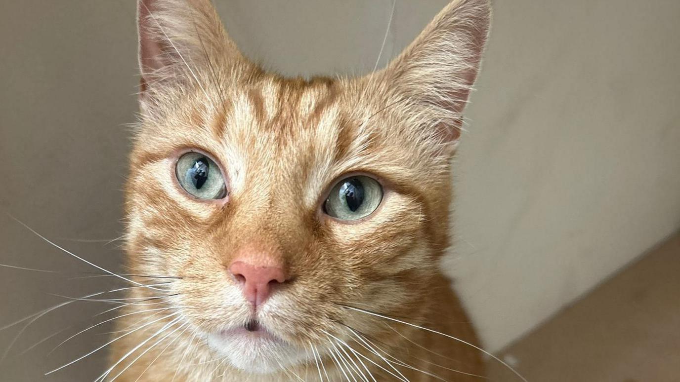 A close-up of a ginger cat's face. It is looking directly into the camera