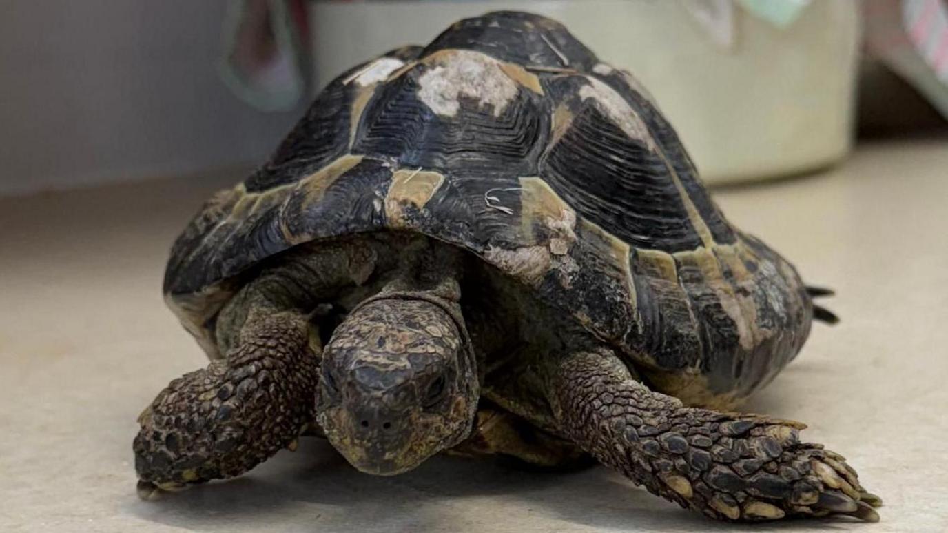 Tortoise sat in front of the camera 