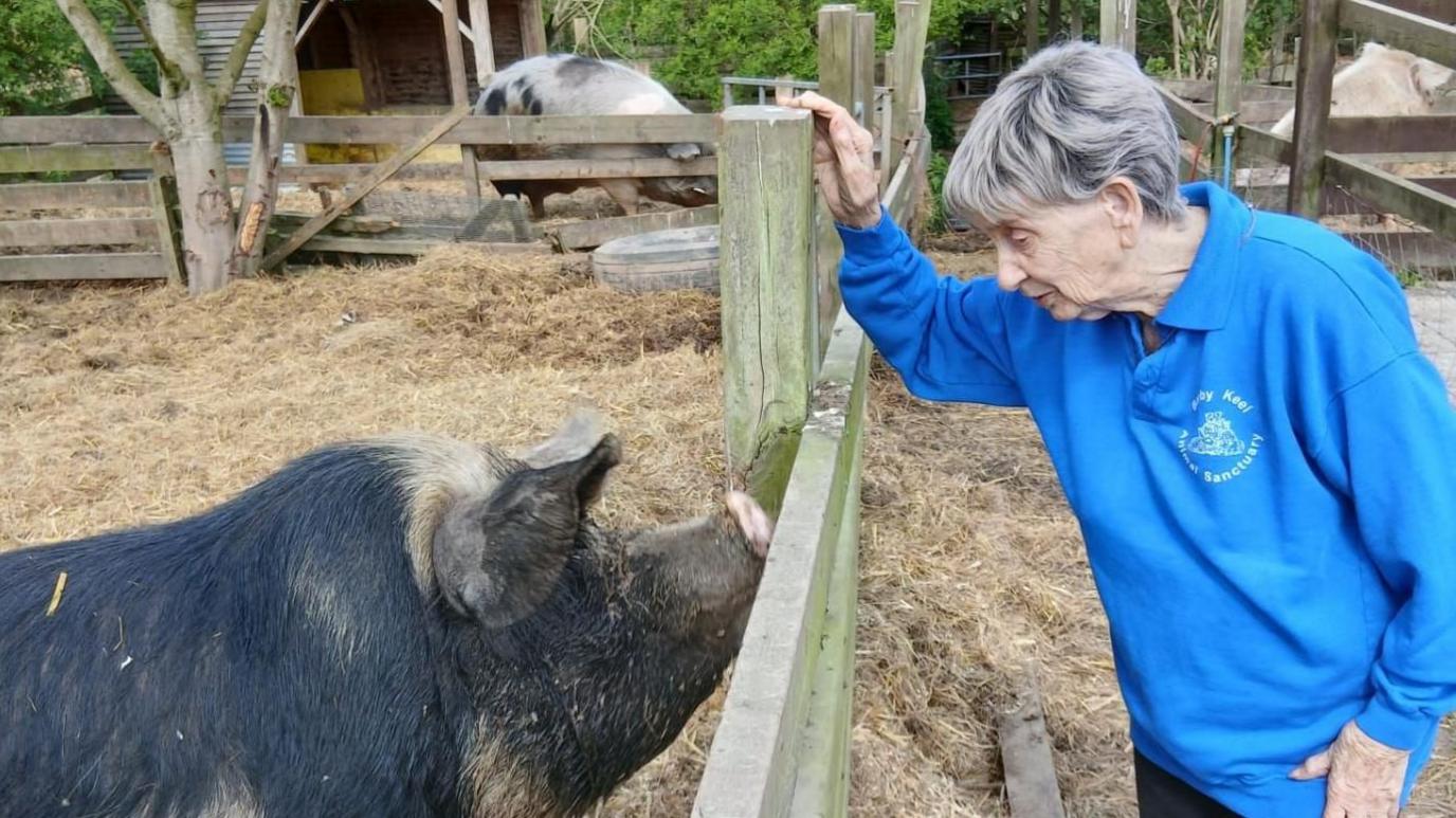 A woman wearing a blue sweatshirt leans over a wooden fence towards a pig in an outdoor animal enclosure, with straw on the ground and farm buildings in the background.
