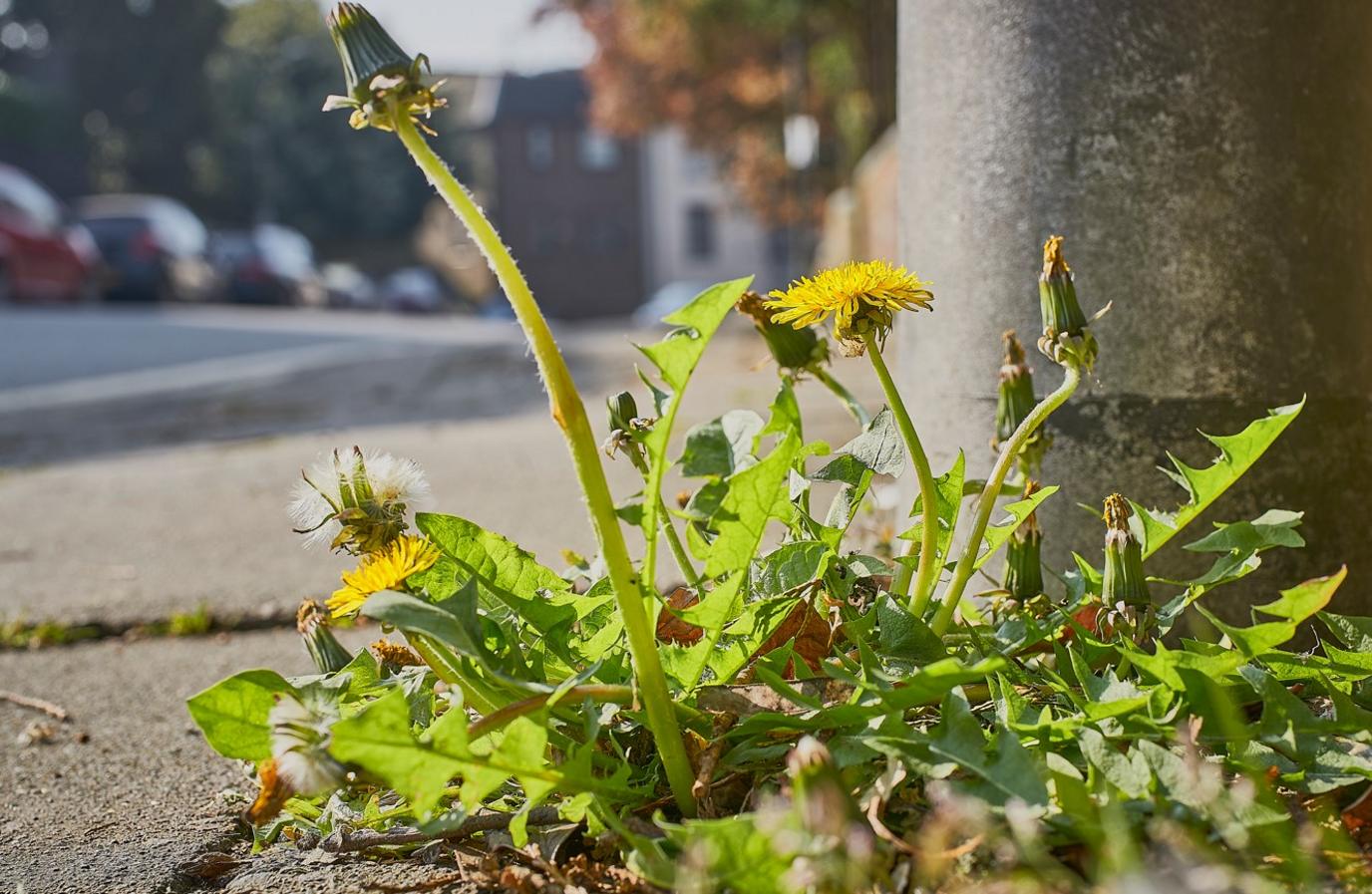 Weeds in a pavement