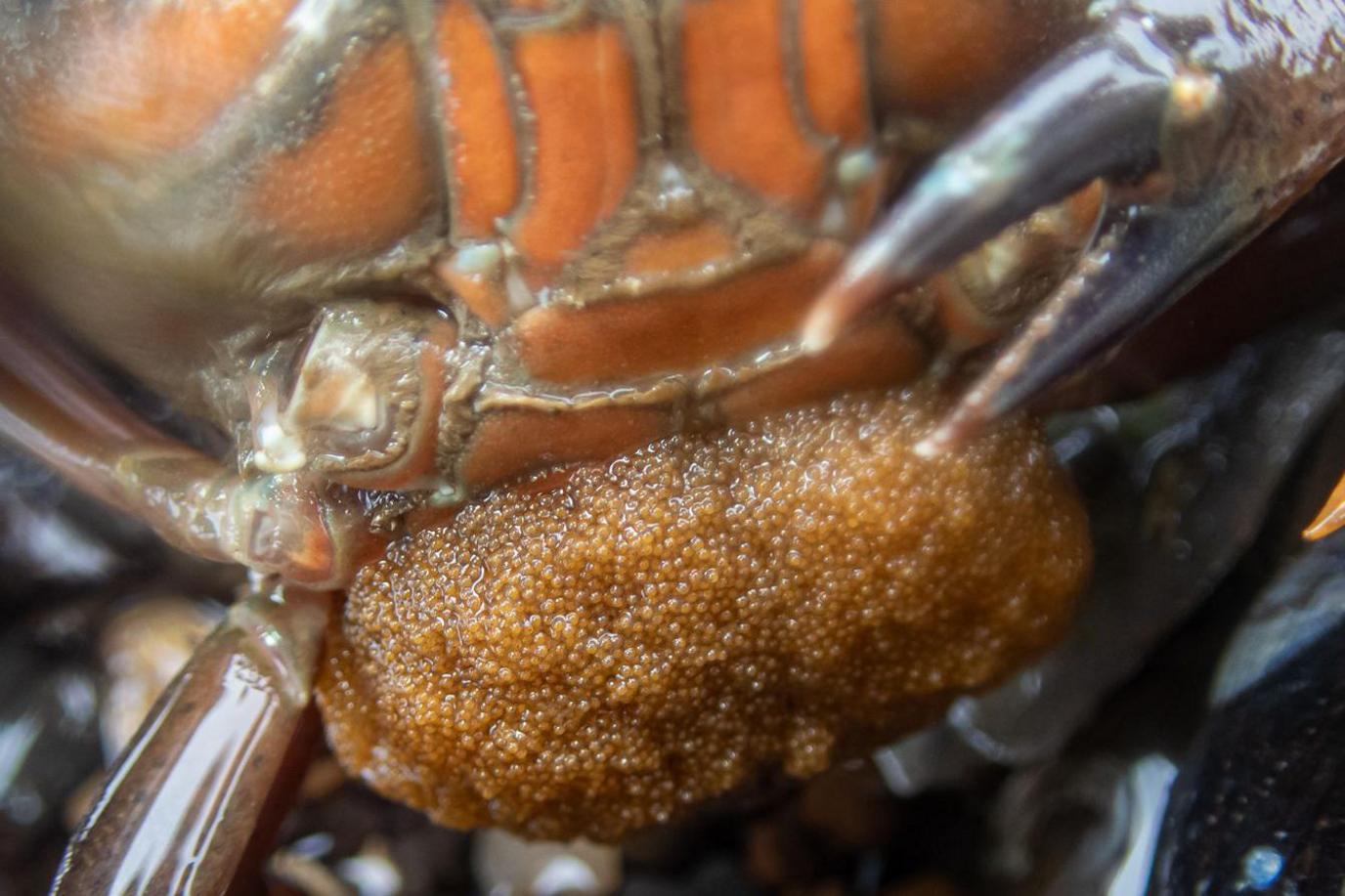 A close-up shot of a crab, with a pincer moving towards the camera lens, which has thousands of small orange eggs stuck to its chest.