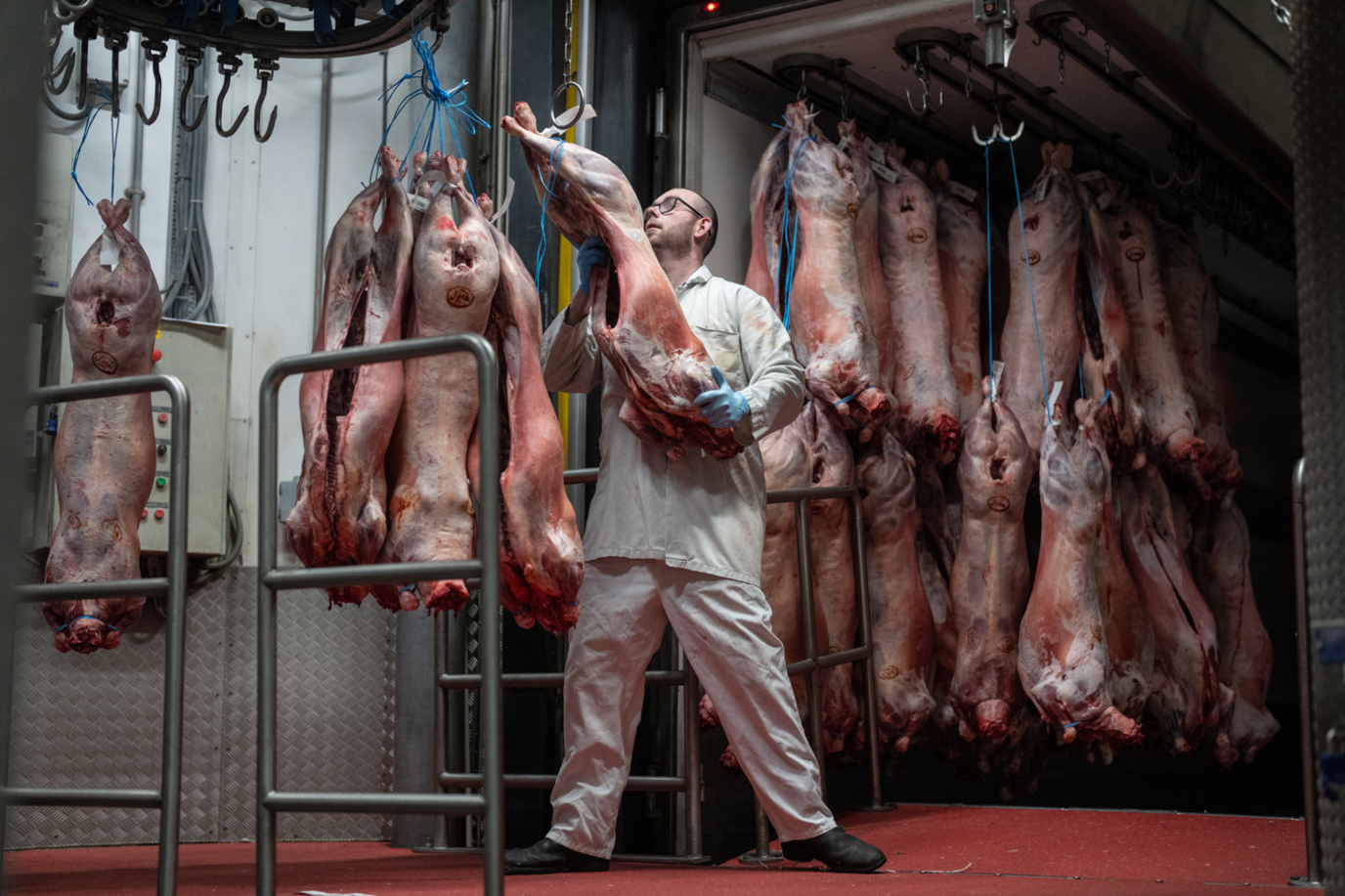 Market worker wearing white protective clothing hanging prepared pork on hooks