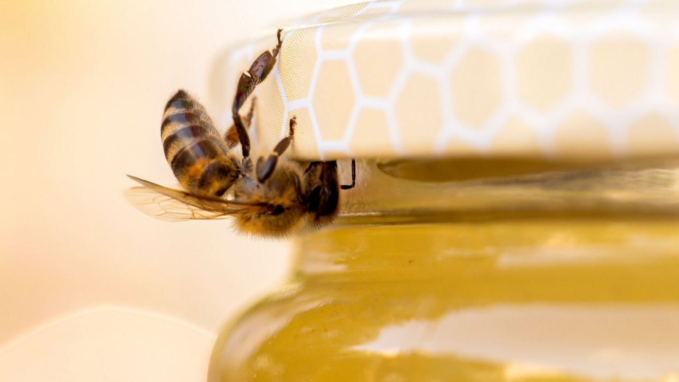 Bee on a jar of honey