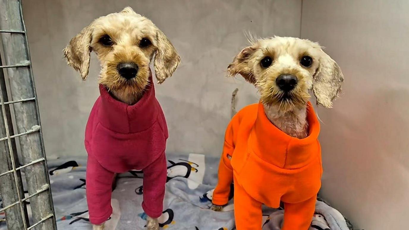 Two cockapoos, both wearing jackets, are staring at the camera